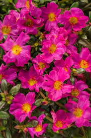 Image result for Chassalia umbraticola