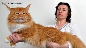 Kedi Sahiplenmek Isteyenler Ne Yapmali Kediannesi Com