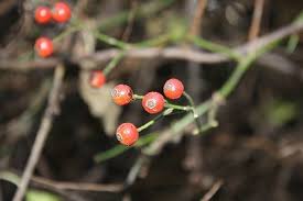 Image result for Embelia multiflora