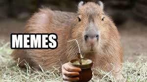We did not find results for: Memes De Carpincho Youtube