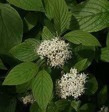 Image result for Cornaceae