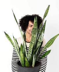 Image result for Sansevieria