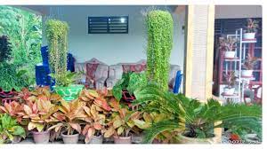 Taman depan rumah ini berfungsi sebagai area hijau yang memberikan suasana asri dan sejuk sebagai tempat bermain putra putri anda. Koleksi Tanaman Hias Depan Rumah Youtube