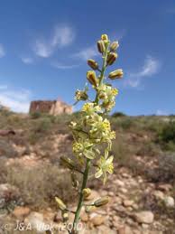 Image result for Eriosema robinsonii