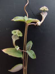 Image result for Ceropegia rendallii