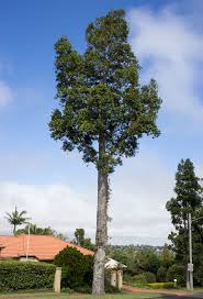 Image result for Agathis