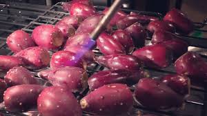 The fruit contains many nutrients, including the following. How To Make Prickly Pear Jelly Youtube