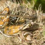 Image result for Graphorkis