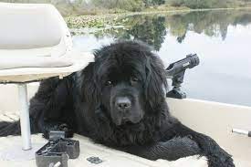 Although they're pretty rare in the u.s., wildlife agencies use these intelligent, courageous dogs in national parks to minimize human and bear conflict. New Finland Large Dog Breeds Dogs Cute Animals