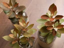 Kalanchoe Orgyalis Copper Spoons World Of Succulents Succulents Planting Succulents Growing Shrubs