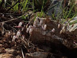 Image result for Litanthus pusillus