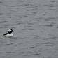 Fall birding at Sandy Hook — Monmouth County event image