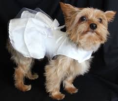 pin on moda perruna
