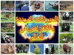 أهم الحيوانات المهددة بالإنقراض في العالم منهم إنسان الغاب السومطري youtube