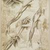 Encyclopædia britannica online states, leonardo envisaged the great picture chart of the human body he had produced through his anatomical drawings and. 1