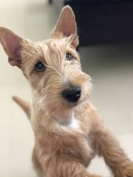 My Wheaten Scottish Terrier Rosie Scottish Terrier Puppy Scottish Terrier Scottie Dog
