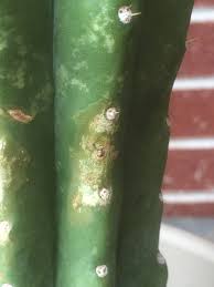 The san pedro cactus has spines and beautiful flowers. San Pedro Discoloration The Ethnobotanical Garden Shroomery Message Board