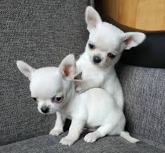 Chihuahua Pups For Sale Dublin Dogs For Sale Ireland