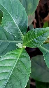 Image result for Struchium