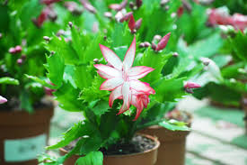 Usa un sustrato con excelente drenaje y solo macetas con orificios. Aprende A Cuidar El Cactus De Navidad Garden Center Fuerteventura