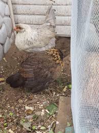 The black ameraucana chicken is purely black with shiny coal black feathers aside from the red wattles, ears, and comb. 3 Month Old Ameraucana Pullet Acting Strange Description In Comments Any Advise Appreciated Backyardchickens