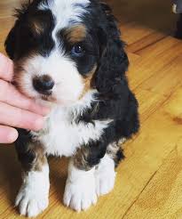 Jun 01, 2021 · the bernedoodle is a 50/50 mix of a purebred bernese mountain doodle and a purebred poodle. Faq S Rocky Road Doodles