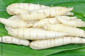 Image result for Maranta arundinacea