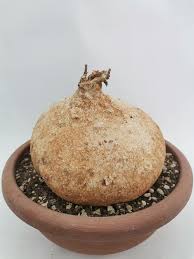 Image result for Raphionacme procumbens