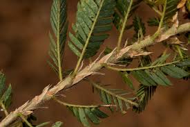 Image result for Kotschya