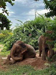 riding elephants in Thailand ...