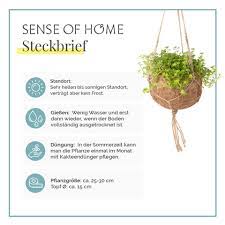 It is undoubtedly the country's economic powerhouse, contributing alone to one third of the brazilian gdp. Zimmerpflanze Kokedama Kanonierblume Sao Paulo Kaufen Sense Of Home