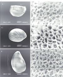 Image result for Ipomoea sinensis