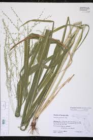 Image result for Panicum maximum