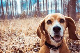 While adopted pets leave the pet. Understanding Pet Vaccinations Toledo Veterinarian St Francis Veterinary Hospital Sylvania Ohio