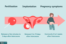 When Does Conception Occur? How Long It Takes to Get Pregnant