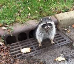 Cops Help Rescue Obese Raccoon From Sewer Grate Raccoon Raccoon Dog Animals Beautiful