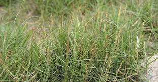 Image result for Sporobolus spicatus