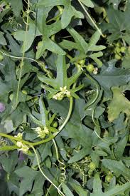 Image result for Eureiandra sp. A