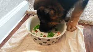 Puppy Eats Healthy 9 Week Old German Shepherd Youtube