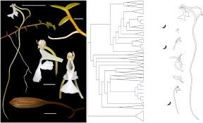 Image result for Solenangis clavata