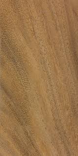 Image result for Albizia lebbeck