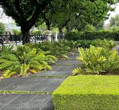 Image result for Grangea zambesiaca