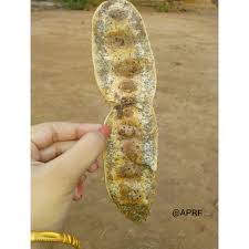 Image result for Lepidagathis scariosa