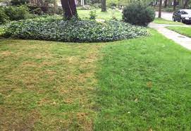 Equally bad, using a dull lawn mower blade will damage your grass, tearing the blades, opening pathways for disease and extending the time to heel. Mowing Tips For Organic Lawn Care