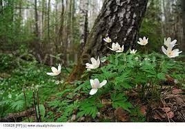 Image Result For Forest Floor Plants Plants Floor Plants Shrubs