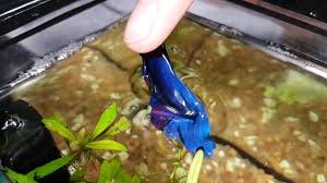 Slow Motion Betta Jump Youtube