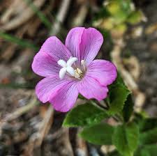 Image result for Epilobium hirsutum
