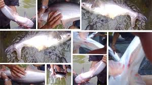 Harga ikan patin per kilo untuk jenis ini biasanya bisa didapatkan dengan penawaran sebesar rp25.000 sampai rp30.000 dibeberapa tempat yang menyediakan ikan patin. Mengenal Ikan Patin Unit Pembenihan Rakyat Mina Laka