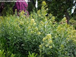 Image result for Cestrum parqui
