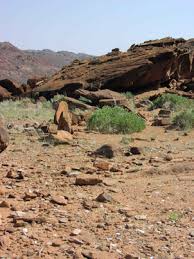 Image result for Hermbstaedtia scabra